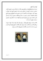 دانلود پروژه کارآفرینی پرورش قارچ با 23 صفحه word-1