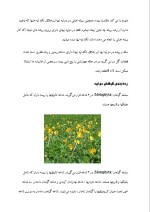 دانلود مقاله تک لپه ای ها و دو لپه ای ها با 18 صفحه WORD برای رشته فیزیک-1