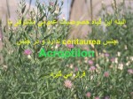 دانلود پروژه پاورپوینت علف هرز تلخه با 68 اسلاید برای رشته کشاورزی-1