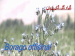دانلود پروژه پاورپوینت گلها و گیاهان داروئی با 63 اسلاید برای رشته کشاورزی-1